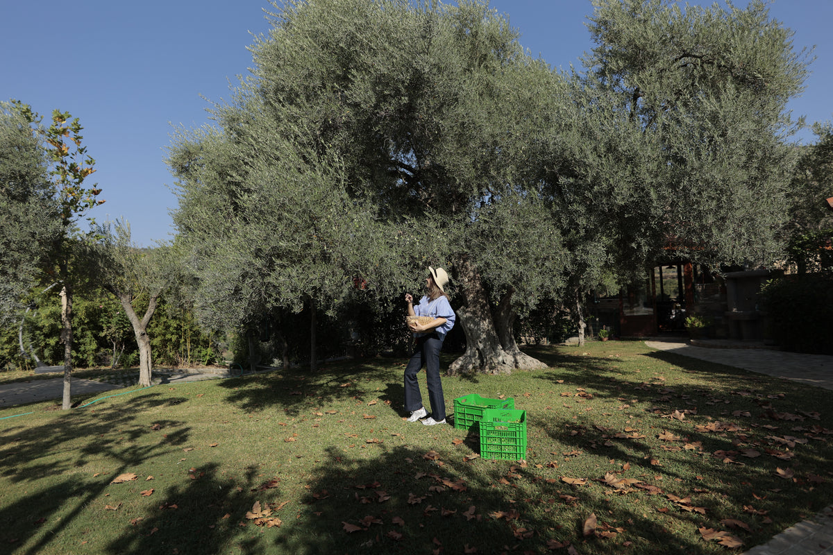 Tulivya's founder hand-picking olives in the family grove, Aydın
