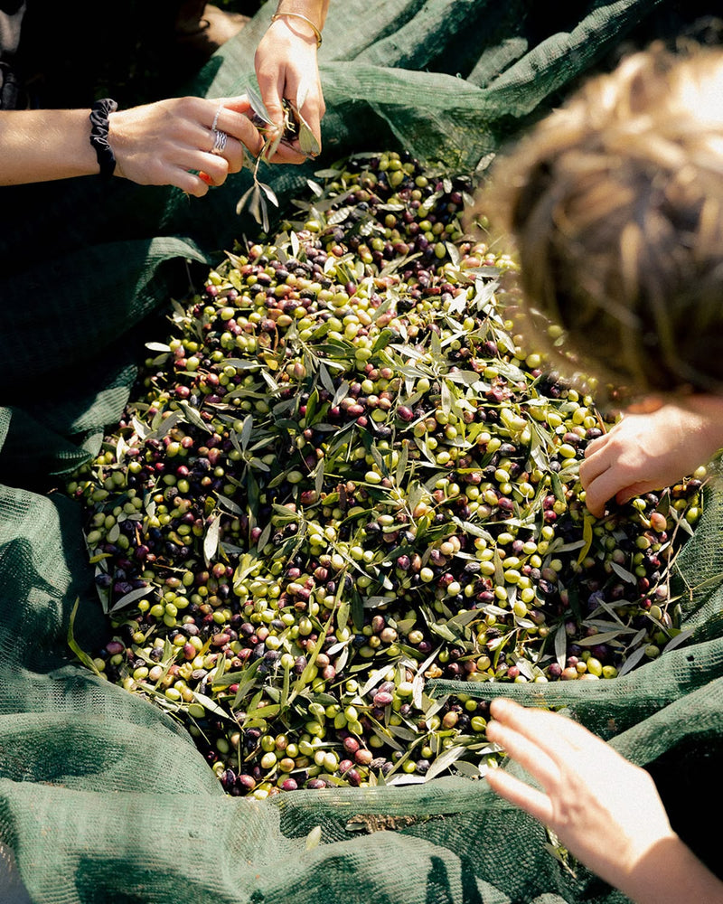 Sorting hand-picked olives