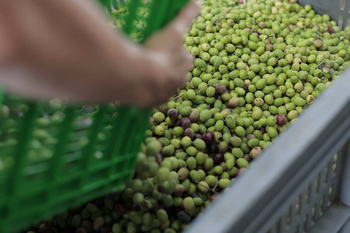 Freshly harvested olives, Tulivya's dream in every drop