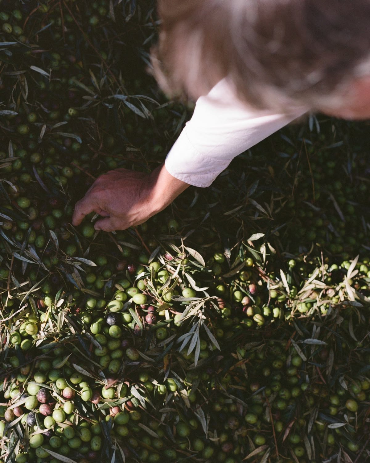 Hand-picking Memecik olives at first light