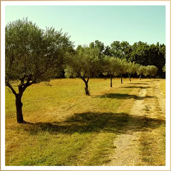 A young olive grove in Aydin