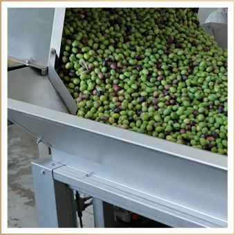 Freshly picked Memecik olives